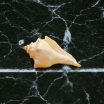 Right Hand Dakshinavarti Lakshmi Shankh – Natural Valampuri Shankh for Puja & Prosperity with Lab Certificate – Malawala