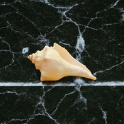 Right Hand Dakshinavarti Lakshmi Shankh – Natural Valampuri Shankh for Puja & Prosperity with Lab Certificate – Malawala