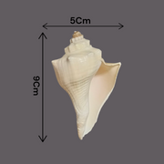 Right Hand Dakshinavarti Lakshmi Shankh – Natural Valampuri Shankh for Puja & Prosperity with Lab Certificate – Malawala