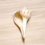 Right Hand Dakshinavarti Lakshmi Shankh – Natural Valampuri Shankh for Puja & Prosperity with Lab Certificate – Malawala