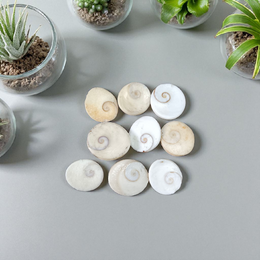 Set of 9 natural white Gomati Chakra stones with spiral designs, used for puja, meditation, Vastu, and spiritual healing