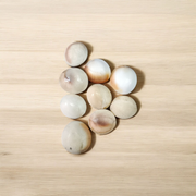 Set of 9 natural white Gomati Chakra stones with spiral designs, used for puja, meditation, Vastu, and spiritual healing