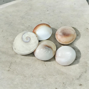 Set of 9 natural white Gomati Chakra stones with spiral designs, used for puja, meditation, Vastu, and spiritual healing