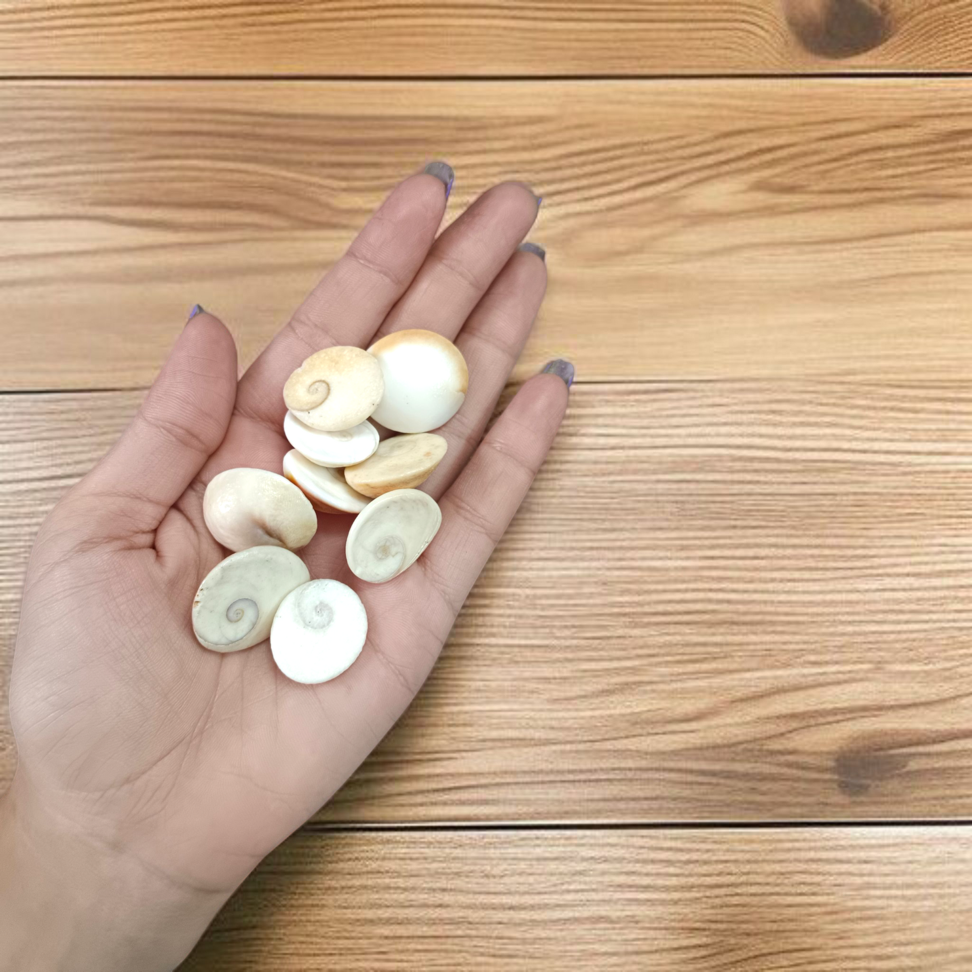 Set of 9 natural white Gomati Chakra stones with spiral designs, used for puja, meditation, Vastu, and spiritual healing