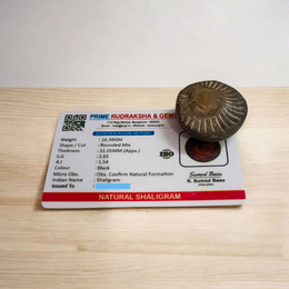 Sudarshan Shaligram – Natural & Lab Certified Shaligram Stone for Vishnu Worship, Protection & Positive Energy – Malawala