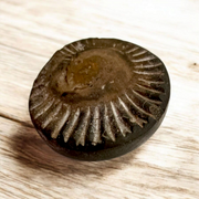 Sudarshan Shaligram – Natural & Lab Certified Shaligram Stone for Vishnu Worship, Protection & Positive Energy – Malawala