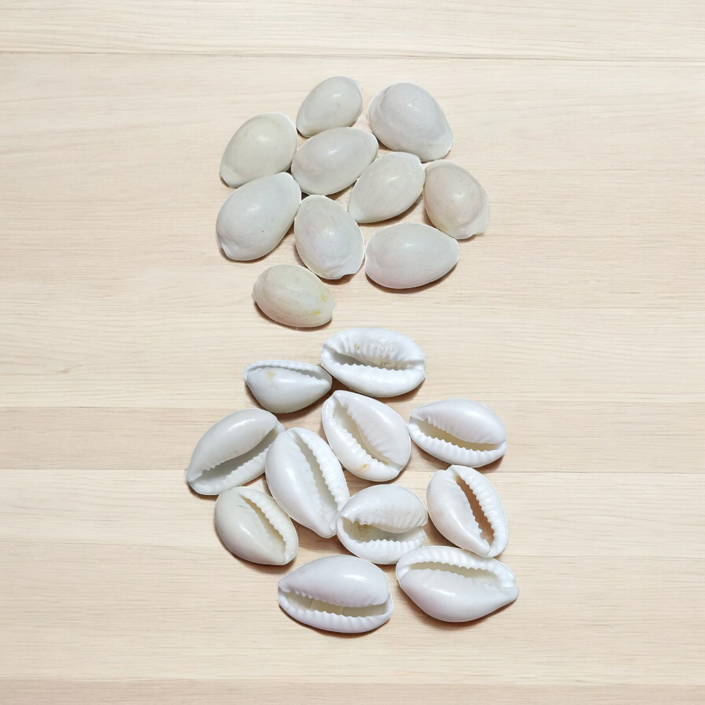 White Cowry | Safed Kodi Natural Malawala
