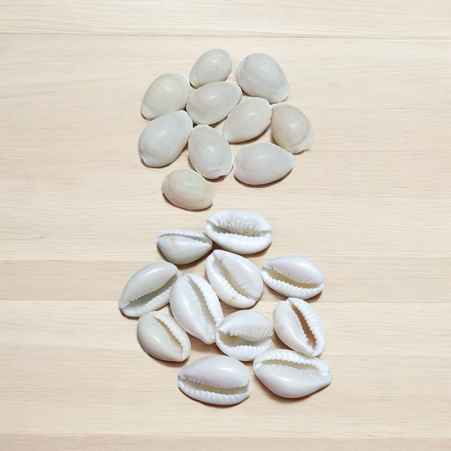 White Cowry | Safed Kodi Natural Malawala