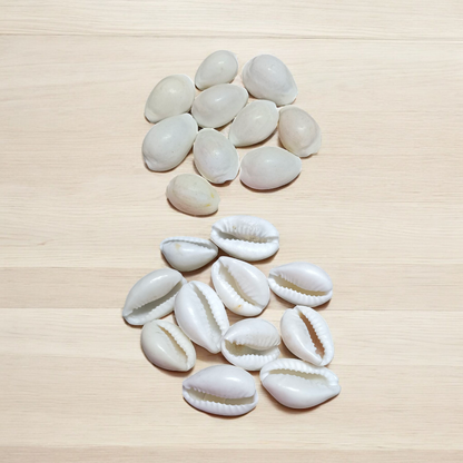 White Cowry | Safed Kodi Natural Malawala