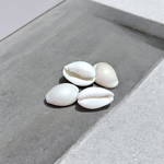 White Cowry | Safed Kodi Natural Malawala