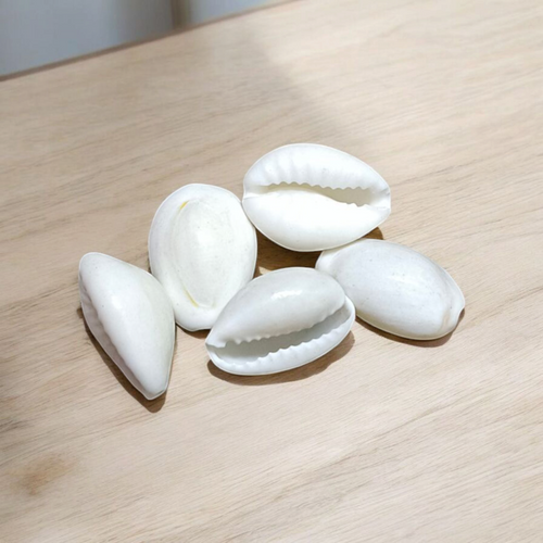 White Cowry | Safed Kodi Natural Malawala