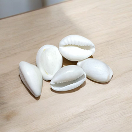 White Cowry | Safed Kodi Natural Malawala