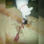 Billi ki Jer 100% Original - Natural Cat Naval Chord - Kaali Billi Ki Jer Lakshami Prapti Ke Liye - Malawala